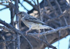 Crithagra atrogularis