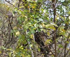 Ficus cotinifolia