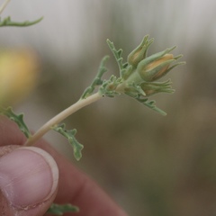 Mentzelia procera