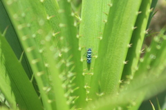 Balacha melanocephala