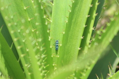 Balacha melanocephala