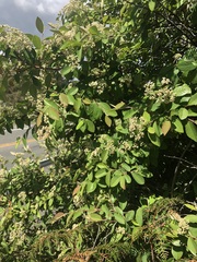 Cotoneaster glaucophyllus serotinus