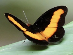 Catonephele salacia