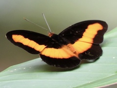 Catonephele salacia
