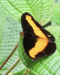 Catonephele salacia