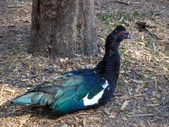Cairina moschata
