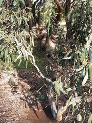 Eucalyptus baxteri