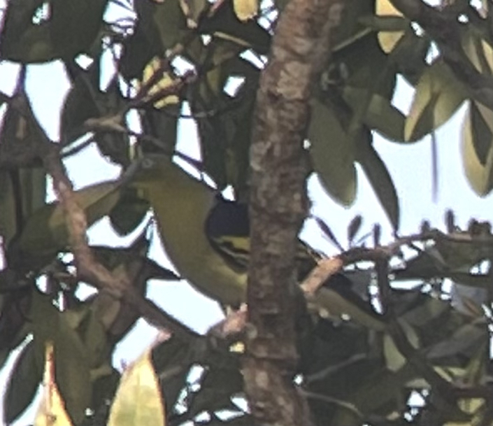 Buru Green Pigeon (Treron aromaticus), photo 1
