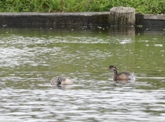 Poliocephalus poliocephalus