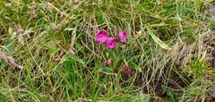 Pedicularis kerneri