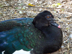 Cairina moschata