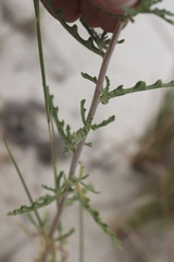 Mentzelia procera