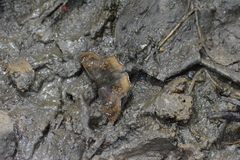 Caprona ransonnettii