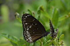 Euploea sylvester