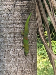 Phelsuma laticauda laticauda