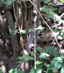 Mecistogaster ornata