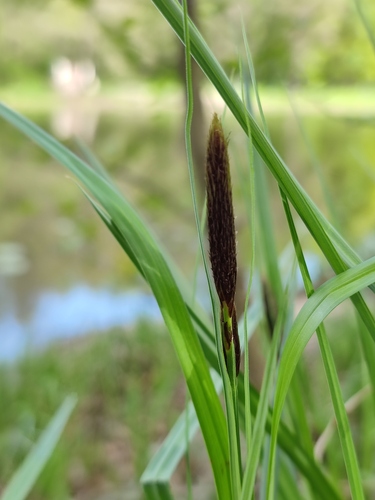 Наблюдение на iNaturalist