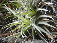 Hechtia glomerata