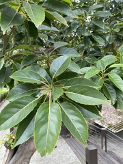 Elaeocarpus serratus