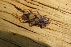 Eburida picta