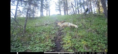 Vulpes vulpes cascadensis