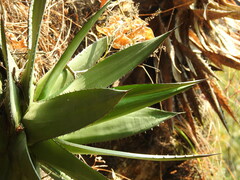 Agave inaequidens
