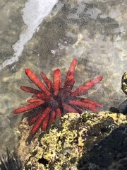Heterocentrotus mamillatus