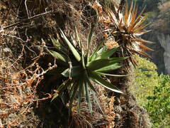 Agave inaequidens