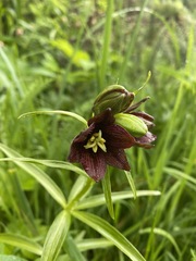 Fritillaria camschatcensis