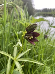 Fritillaria camschatcensis