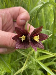 Fritillaria camschatcensis