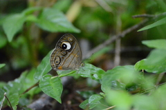 Mycalesis junonia