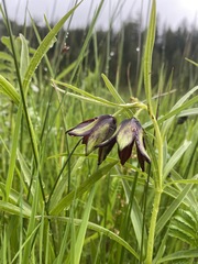 Fritillaria camschatcensis