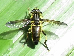 Eristalini