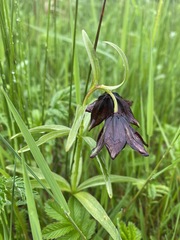 Fritillaria camschatcensis