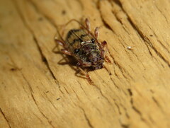 Eburida picta