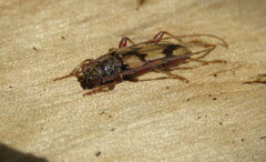 Eburida picta