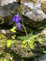 Pinguicula macroceras