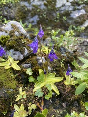 Pinguicula macroceras