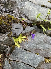 Pinguicula macroceras