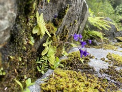 Pinguicula macroceras