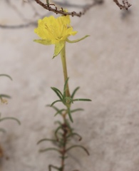 Oenothera hartwegii