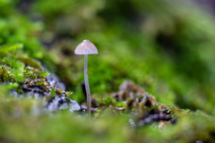 Mycena amicta