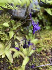Pinguicula macroceras