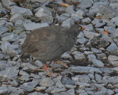 Pternistis adspersus