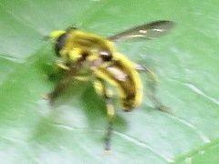 Eristalini