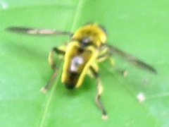Eristalini