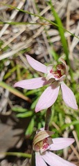 Caladenia variegata