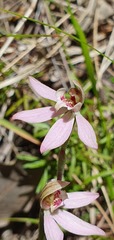 Caladenia variegata