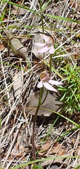 Caladenia variegata
